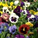 Pansy Swiss Giant Mix - Image 2